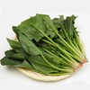 菠菜 480g-520g 商品缩略图1