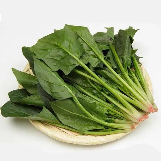 菠菜 480g-520g 商品图1