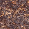 2022琥珀光熟茶  形如玉牌 色如琥珀 轻发酵 石昆牧老师定制 商品缩略图1