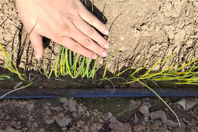 秋季大葱育苗在什么时间