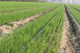 年前能育大葱苗吗?什么时候育苗合适?