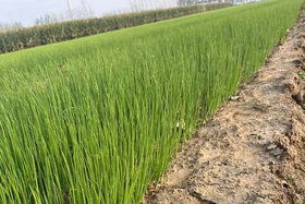 葱地育苗有哪些注意事项