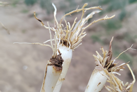 今年大葱根腐病严重？明年如何避免中招