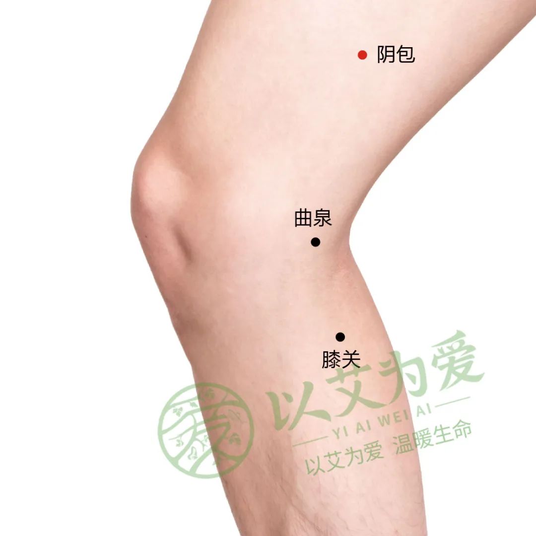 阴包穴在大腿内侧中线上，膝关节上缘向上4寸处。我们用手去感受这个穴位