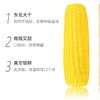 JF-鲜糯玉米200g*8 商品缩略图3
