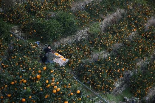 浙江临海  核心产区涌泉蜜桔  向阳坡 15年树龄  源头产地鲜采 精选果  滋味十足 商品图10