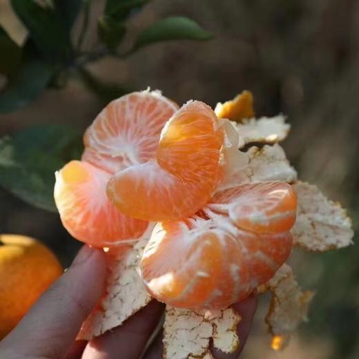 【产地直发包邮】涌泉蜜桔 商品图2