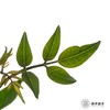 叶材 | 九星叶 商品缩略图1