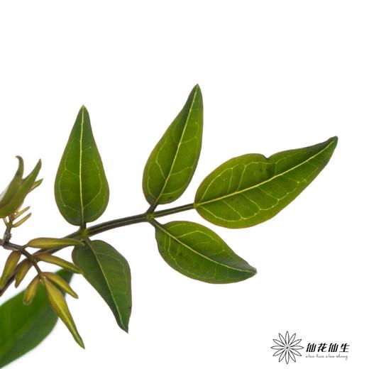 叶材 | 九星叶 商品图1