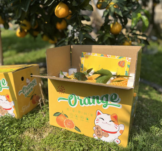 四川眉山爱媛果冻橙5斤左右 商品图0