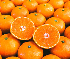 浙江台州涌泉蜜桔无核橘子新鲜薄皮黄岩桔子5斤10斤砂糖当季整箱水果