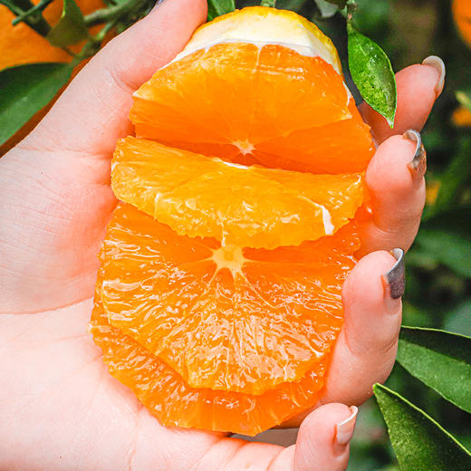 【秭归九月红脐橙】 4.5斤装 爆汁果冻橙  细腻化渣 酸甜爽口 现摘现发 商品图3