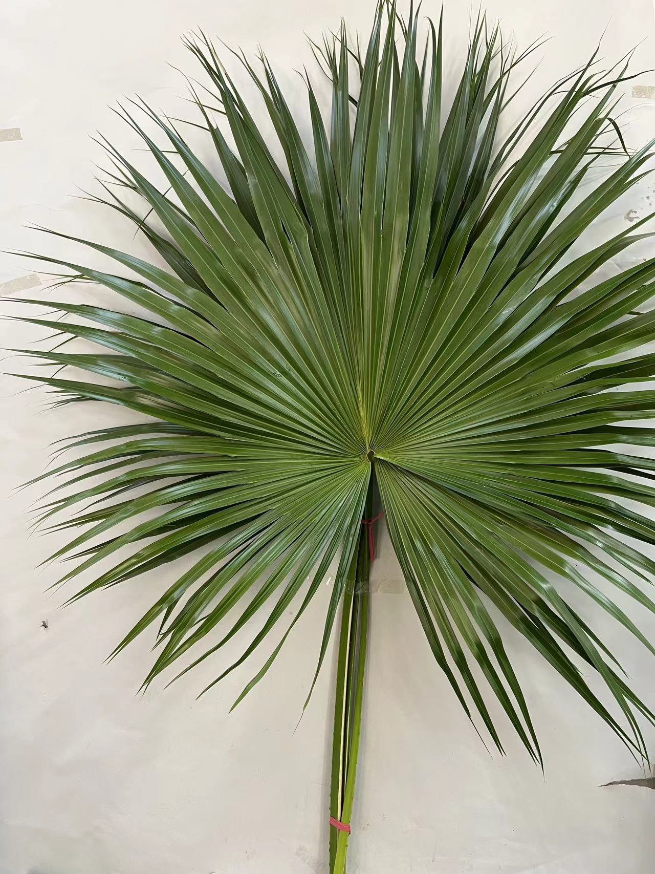 【绿色天然伞】 蒲葵  单枝