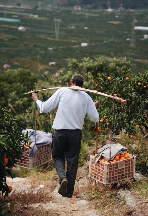 浙江临海  核心产区涌泉蜜桔  向阳坡 15年树龄  源头产地鲜采 精选果  滋味十足 商品图12