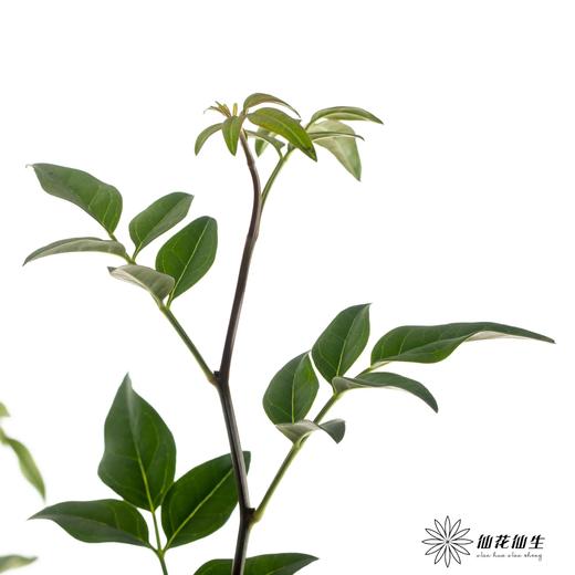 叶材 | 九星叶 商品图2