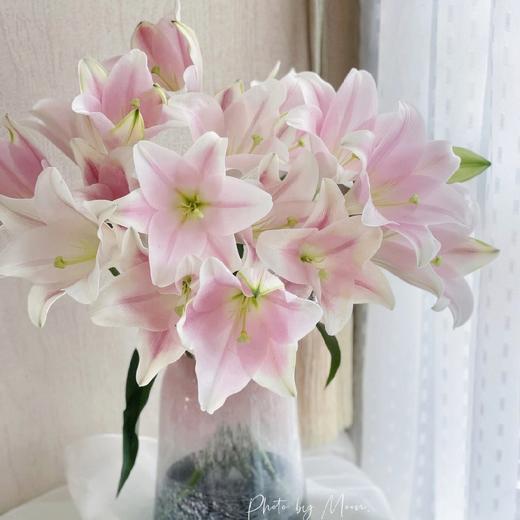 【AB级粉铁炮百合】多头3支10-12朵/份 商品图3