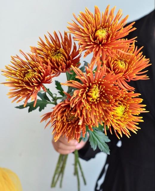 烟花菊【烟花向星辰，所愿皆成真】简小姐精选 稀有 小众烟花菊 2件包邮 下单3天发货 商品图8