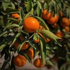 【产地直发包邮】涌泉蜜桔 商品缩略图3