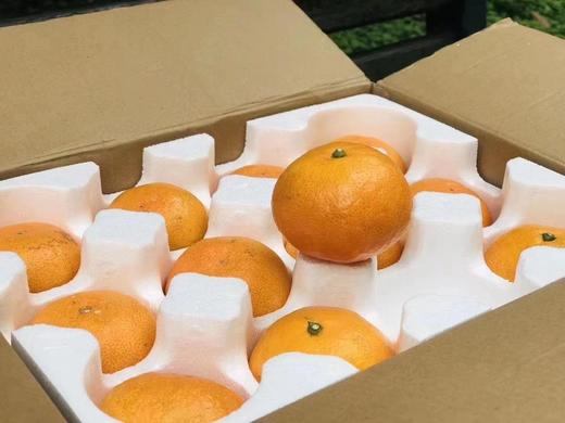 浙江临海  核心产区涌泉蜜桔  向阳坡 15年树龄  源头产地鲜采 精选果  滋味十足 商品图6