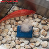 Morphy Richards摩飞食材净化器 MR2061 商品缩略图5