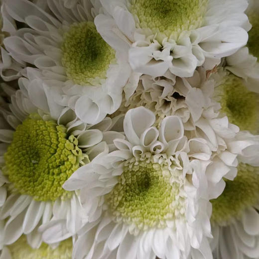 小菊 瑞白 商品图0