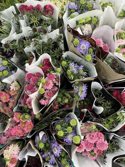 【草莓琥珀】 松虫草  多色可选 商品图13