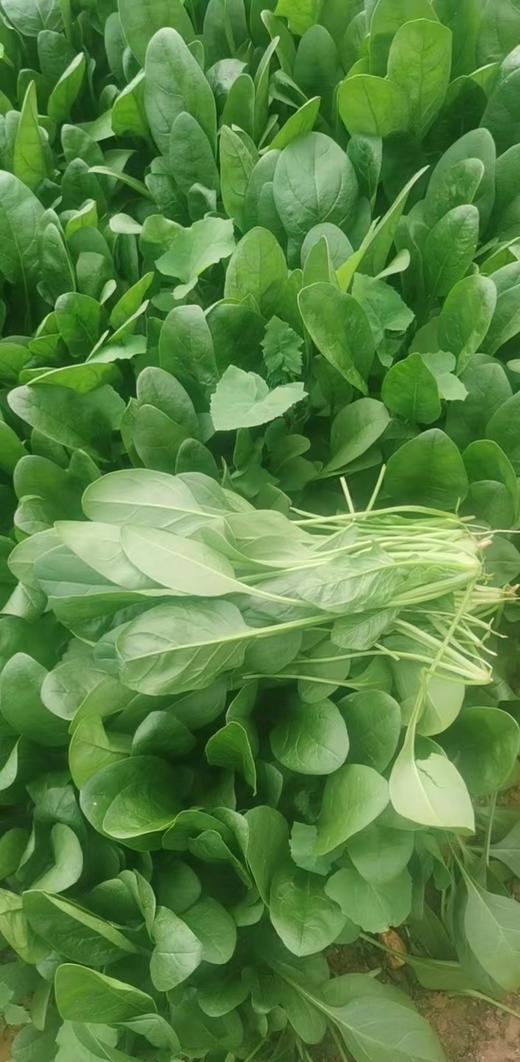 鸿翠园 有机菠菜 商品图4