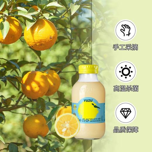 【常山县】柚香谷双柚乳酸风味饮料 日本香柚+常山胡柚 商品图1