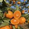 【产地直发包邮】涌泉蜜桔 商品缩略图5