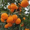 【产地直发包邮】涌泉蜜桔 商品缩略图4