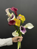 精选花材彩色马蹄莲混搭10支 商品缩略图2