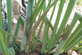 大葱霜霉病都有哪些症状？用什么药比较好？