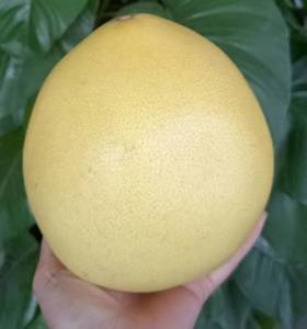 三红柚（4.5-5斤）