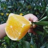 【果蔬精选】云南哀牢山冰糖橙 树上自然熟 皮薄光滑 肉嫩多汁 恰似冰糖甜 甘甜清香扑鼻而来 商品缩略图3