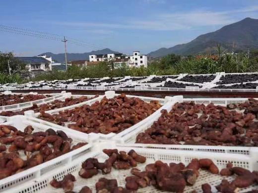 九蒸九晒纯黄精 九华山特产 辟谷 独立包装 200克（约20袋） 商品图2