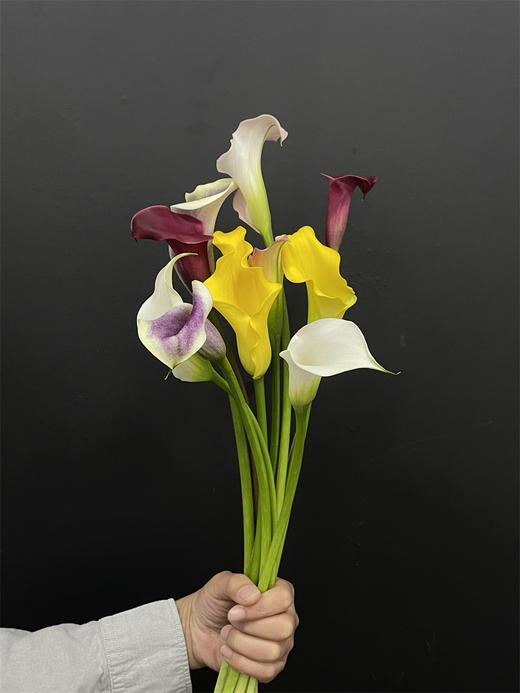 精选花材彩色马蹄莲混搭10支 商品图1