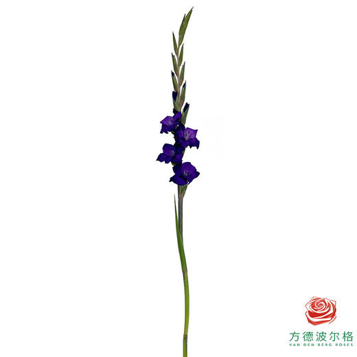 剑兰-紫色植物群5枝一扎 商品图3