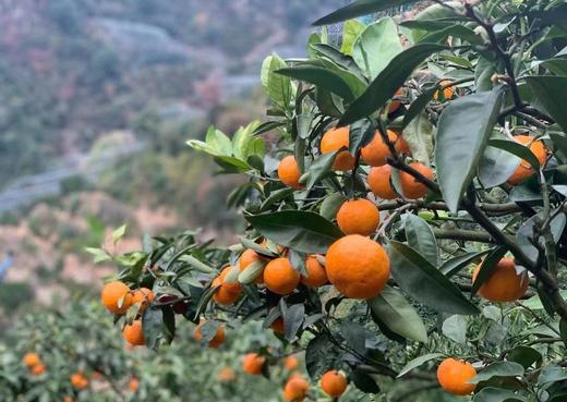 浙江临海  核心产区涌泉蜜桔  向阳坡 15年树龄  源头产地鲜采 精选果  滋味十足 商品图1