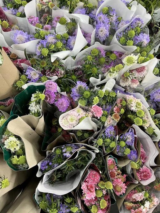 【草莓琥珀】 松虫草  多色可选 商品图12