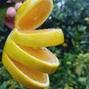 【果蔬精选】云南哀牢山冰糖橙 树上自然熟 皮薄光滑 肉嫩多汁 恰似冰糖甜 甘甜清香扑鼻而来 商品缩略图2