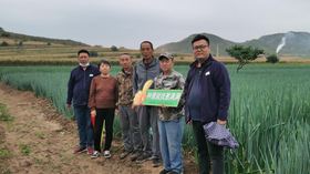 降温以后即将上市的大葱应该如何防冻？