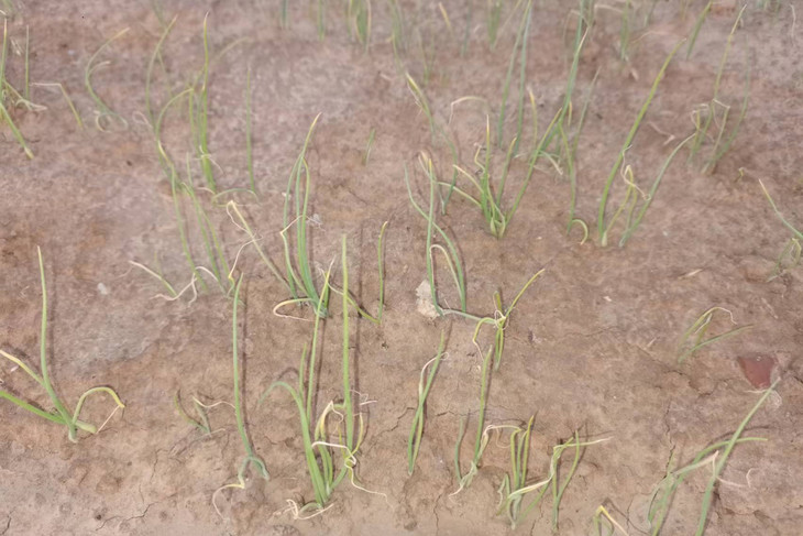 葱苗苗黄苗弱图片