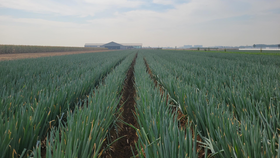 大葱优良品种之新乡大葱