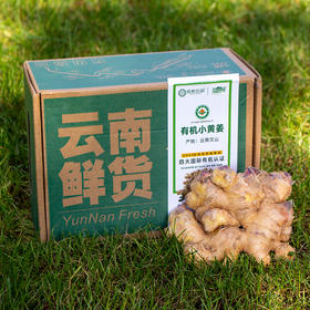 【2026新鲜有机小黄姜清洗级别】云南有机认证鲜姜小黄姜，辛辣爽口，姜香浓郁【基地直邮】