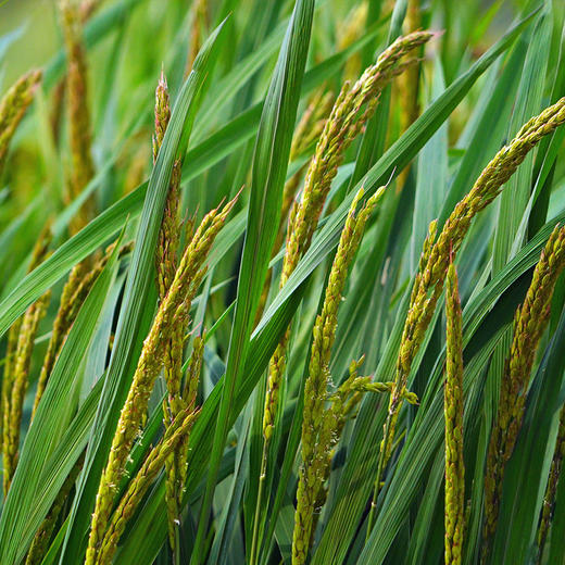 【2025年秋收新米】【谦益】香畴 紫糯米 吃出好气色 500g/袋【多规格】 商品图6