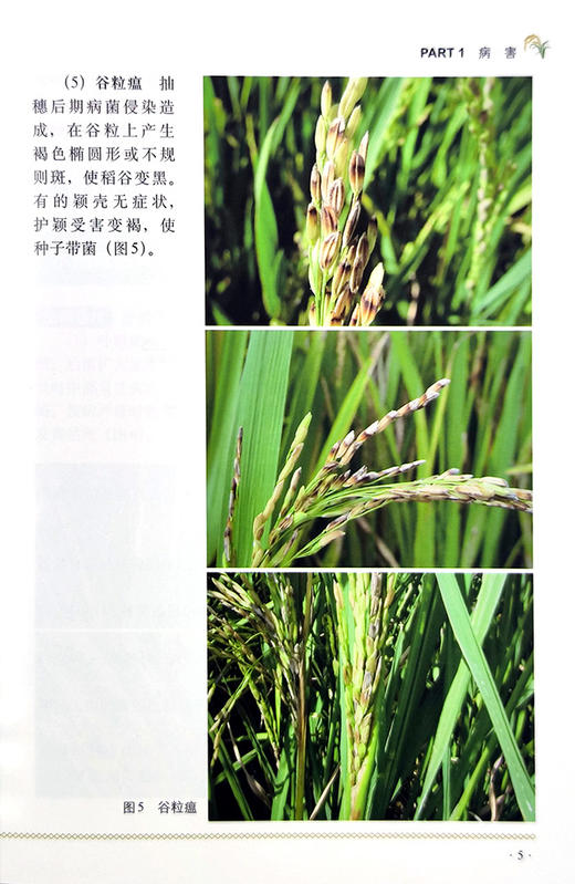 水稻病虫害绿色防控彩色图谱【园艺学会】 商品图5