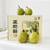 【音乐广播专享】正宗莱阳梨礼盒装！莱阳梨核心产区！五斤装 商品缩略图1