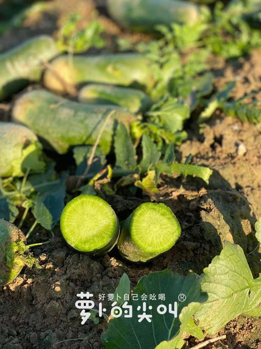 CCTV常驻嘉宾！【萝卜的尖叫】好萝卜自己会吆喝 ！平均糖度近10度 口感鲜嫩 甘甜回味 爽脆迷人 除部分偏远地区全国包邮 商品图4