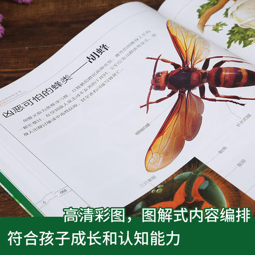 (仓发) 昆虫王国（写给孩子们的百科全书） 中小学课外大百科，少儿科普，高清全彩，手绘+实拍，全细节/中国水利水电出版社/贝贝狗童书馆/9787517064435 商品图4