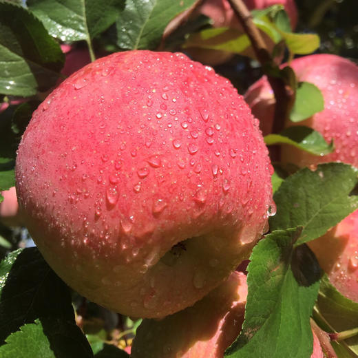 新疆阿克苏 冰糖心苹果 8.5-9斤装 顺丰/京东 商品图3